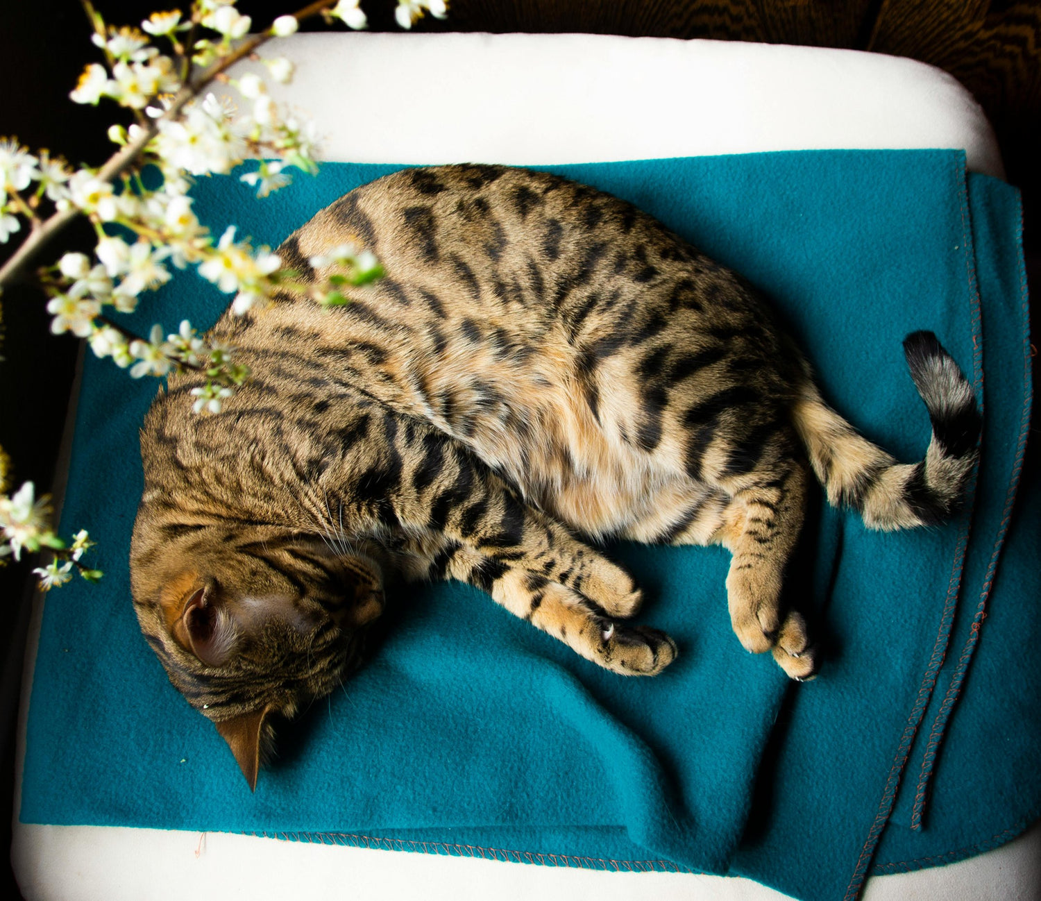 Snuggle Spots